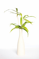 Image showing Bamboo in a vase