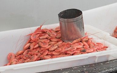 Image showing Prawn