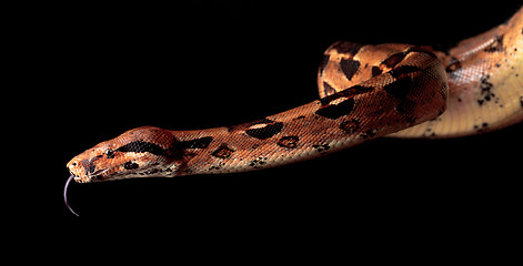 Image showing Boa Head with his Tongue hanging