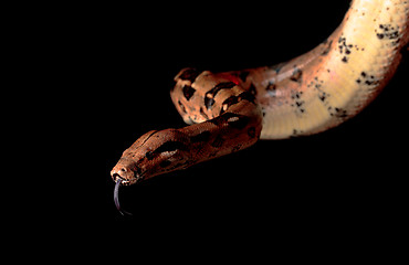 Image showing Boa Head with his Tongue hanging