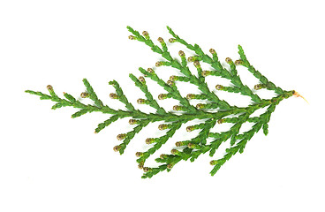 Image showing Evergreen branch white isolated