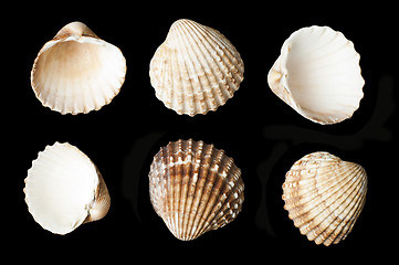 Image showing Set of sea ??shells black isolated