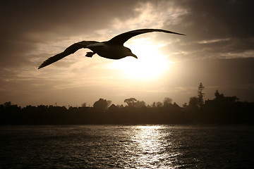 Image showing Sea gull at sunset