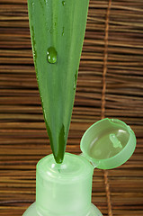 Image showing Green cosmetic bottle and leaf