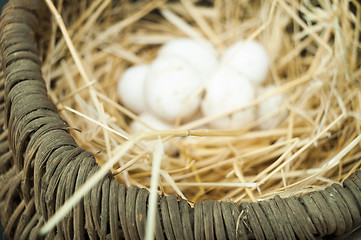 Image showing Organic white domestic eggs in vintage basket
