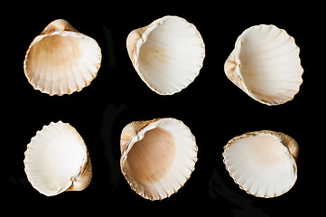 Image showing Set of sea ??shells black isolated