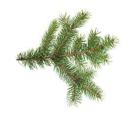 Image showing Fir branch white isolated