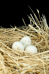 Image showing Organic domestic white eggs in straw nest