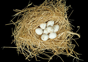 Image showing Organic white eggs in straw nest