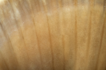 Image showing Part of shell very close up for background