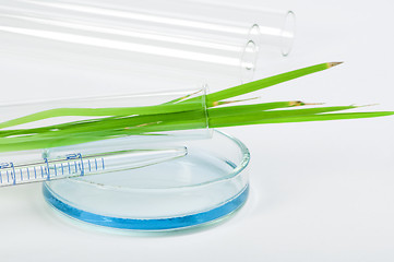 Image showing Green plants in laboratory equipment