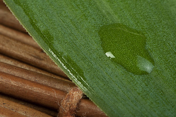 Image showing Green leaf background and drops