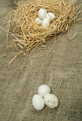 Image showing Organic white domestic eggs in straw nest