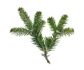 Image showing Fir branch white isolated