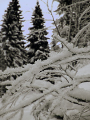 Image showing Winter forest