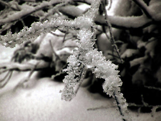 Image showing Ice crystals
