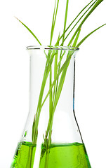 Image showing Green plants in laboratory equipment