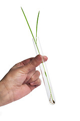 Image showing Green plants in laboratory equipment