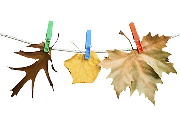 Image showing Autumn leaves on a rope