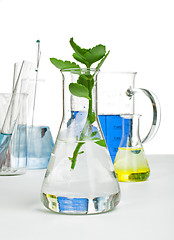 Image showing Green plants in laboratory equipment