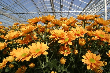 Image showing greenhouse with yellow chrysanthemums