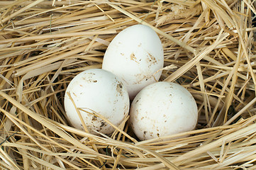 Image showing Organic domestic white eggs in straw nest