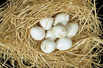 Image showing Organic domestic white eggs in straw nest