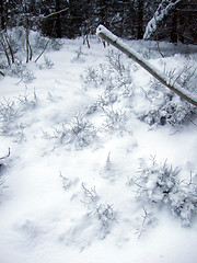 Image showing Snow-covered forest