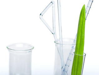 Image showing Green plants in laboratory equipment