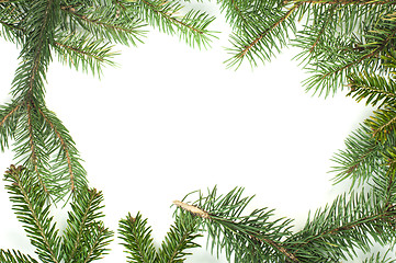 Image showing Fir branch white isolated