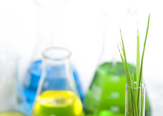 Image showing Green plants in laboratory equipment