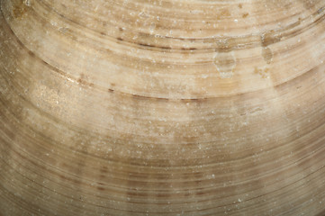 Image showing Part of shell very close up for background