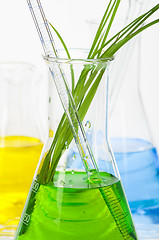 Image showing Green plants in laboratory equipment