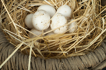 Image showing Organic white domestic eggs in vintage basket