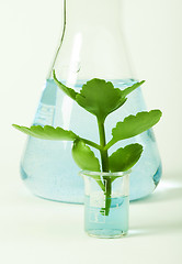 Image showing Green plants in laboratory equipment