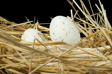 Image showing Organic domestic white eggs in straw nest