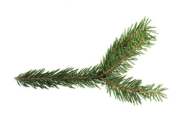 Image showing Fir branch white isolated