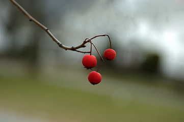 Image showing Wild Berries
