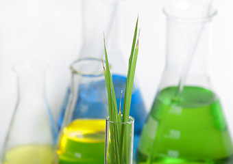 Image showing Green plants in laboratory equipment