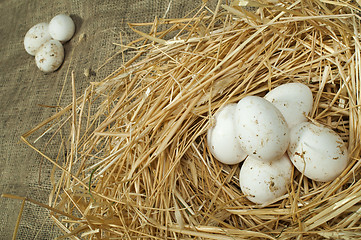 Image showing Organic domestic white eggs in straw nest