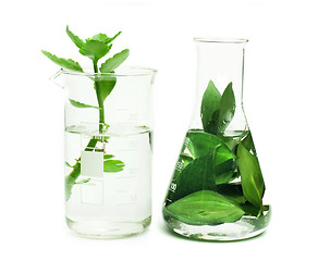 Image showing Green plants in laboratory equipment