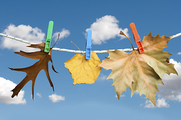 Image showing Autumn leaves on a rope