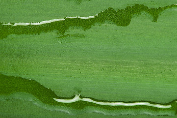 Image showing Green leaf background and drops