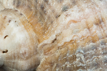 Image showing Part of rapana very close up for background