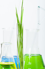 Image showing Green plants in laboratory equipment