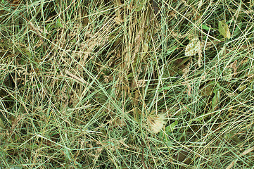 Image showing Hay close up background