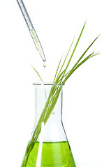 Image showing Green plants in laboratory equipment