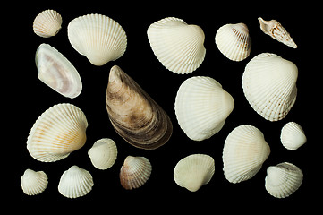 Image showing Set of sea ??shells black isolated