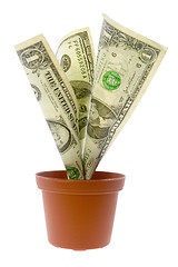 Image showing US money plant

