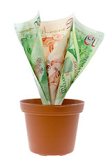 Image showing Singapore money plant

